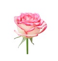 Rose flower pink with white petal blossom isolated on white background , clipping path Royalty Free Stock Photo