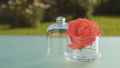 Rose flower in glass jar Royalty Free Stock Photo