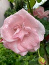 Closeup of rose flower with water drops and selective focus on foreground Royalty Free Stock Photo