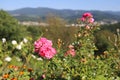 Close-up of rose in front of the city of Gaggenau, Baden-Wurttemberg, Germany Royalty Free Stock Photo