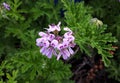 Close up of Rose Geranium Pelargonium Graveolens flower