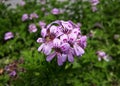 Close up of Rose Geranium Pelargonium Graveolens flower