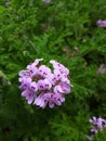 Close up of Rose Geranium Pelargonium Graveolens flower