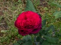 Close-up of rose `Grafin von Hardenberg` with beautiful blooms that open up in very full and elegant velvety burgundy corollas