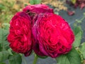 Close-up of rose `Grafin von Hardenberg` with beautiful blooms that open up in very full and elegant velvety burgundy corollas