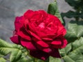 Close-up of rose `Grafin von Hardenberg` with beautiful blooms that open up in very full and elegant velvety burgundy corollas