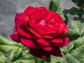 Close-up of rose `Grafin von Hardenberg` with beautiful blooms that open up in very full and elegant velvety burgundy corollas