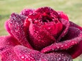 Close-up of rose `Grafin von Hardenberg` with beautiful, elegant velvety red and burgundy blooms covered with morning dew drople