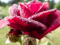 Close-up of rose `Grafin von Hardenberg` with beautiful, elegant velvety red and burgundy blooms covered with morning dew drople