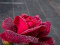 Close-up of rose `Grafin von Hardenberg` with beautiful, elegant velvety red and burgundy blooms covered with morning dew drople