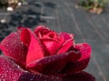 Close-up of rose `Grafin von Hardenberg` with beautiful, elegant velvety red and burgundy blooms covered with morning dew drople