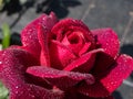 Close-up of rose `Grafin von Hardenberg` with beautiful, elegant velvety red and burgundy blooms covered with morning dew drople