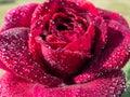 Close-up of rose `Grafin von Hardenberg` with beautiful, elegant velvety red and burgundy blooms covered with morning dew drople