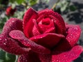 Close-up of rose `Grafin von Hardenberg` with beautiful, elegant velvety red and burgundy blooms covered with morning dew drople