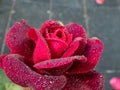 Close-up of rose \'Grafin von Hardenberg\' with beautiful, elegant velvety red and burgundy blooms