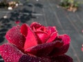 Rose \'Grafin von Hardenberg\' with beautiful, elegant velvety red and burgundy blooms covered with morning dew