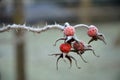 Close-up of rose hips with hoar frost Royalty Free Stock Photo