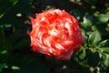A close up of bicolor rose of the 'Imperatrice Farah' variety