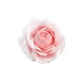 Rose light pink flower with water drops isolated on white background top view for Valentine day or wedding , clipping path Royalty Free Stock Photo