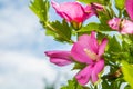 Close up of a rose mallow Royalty Free Stock Photo