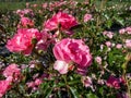 Rose \'Maxi vita\' flowering with beautiful apricot pink, showy flowers in park in summer