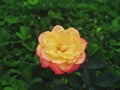 Close up of Rose Peace flower high detail dynamic range accurate color yellow red pink blur grass background Royalty Free Stock Photo