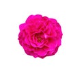 Rose pink flower top view with pollen and soft petals patterns isolated on white background , clipping path Royalty Free Stock Photo