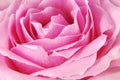 Rose pink macro