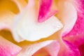 Close up on rose; pink yellow and white with dew drops Royalty Free Stock Photo