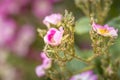 Close-up rose plant with pink flower infected by many green aphids Royalty Free Stock Photo