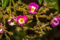 Close-up rose plant with pink flower infected by many green aphids Royalty Free Stock Photo