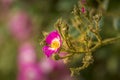 Close-up rose plant with pink flower infected by many green aphids Royalty Free Stock Photo