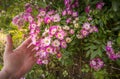 Close-up rose plant with pink flower infected by many green aphids Royalty Free Stock Photo