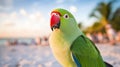 Close up of a rose ringed parakeet parrot at a tropical beach.