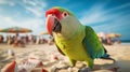 Close up of a rose ringed parakeet parrot at a tropical beach.