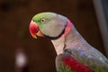 A close up of a Rose-Ringed Parakeet Psittacula krameri head Royalty Free Stock Photo