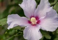 Rose of Sharon Hibiscus flower hibiscus syriacus flower Royalty Free Stock Photo