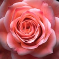 a close-up of a rose with soft pink petals arranged in a spiral pattern