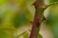 Close up of a rose stem with sharp thorns and green leaves.