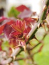 Close up of rose thorns.