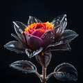 A close up of a rose with transparent frozen leaves. Royalty Free Stock Photo