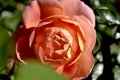 love old rose color flower close-up