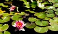 Close up of rose water lily on calm lake Royalty Free Stock Photo