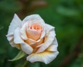 Close up of the rose `Winter Sunset`