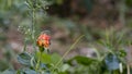 Close-up of a rosebush, red, orange, colonized by aphids, in spring