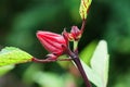 Close up Roselle fruits (Hibiscus sabdariffa L. ), Thailand