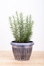Rosemary inside a black pot on wood table, rosmarinus officinal Royalty Free Stock Photo