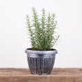 Rosemary inside a black pot on wood table, rosmarinus officinal Royalty Free Stock Photo