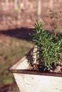 Rosemary plant in a rusty grape harvest bucket