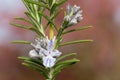 Rosemary salvia rosmarinus Royalty Free Stock Photo